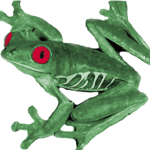 A green tree frog with red eyes